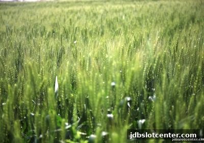 数字货币街机捕鱼赛季活动全攻略：jdb电子带你玩转比赛与奖励机制