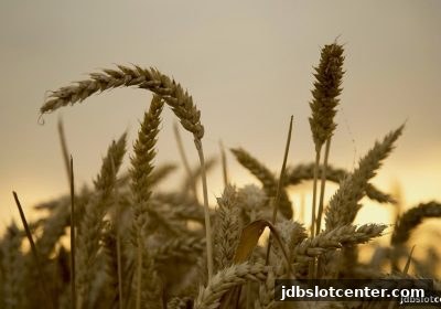 水果机娱乐进阶指南：jdb电子带你玩转188金宝博平台