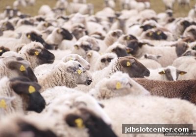 jdb电子精选：足球赛事技术统计分析权威平台全攻略